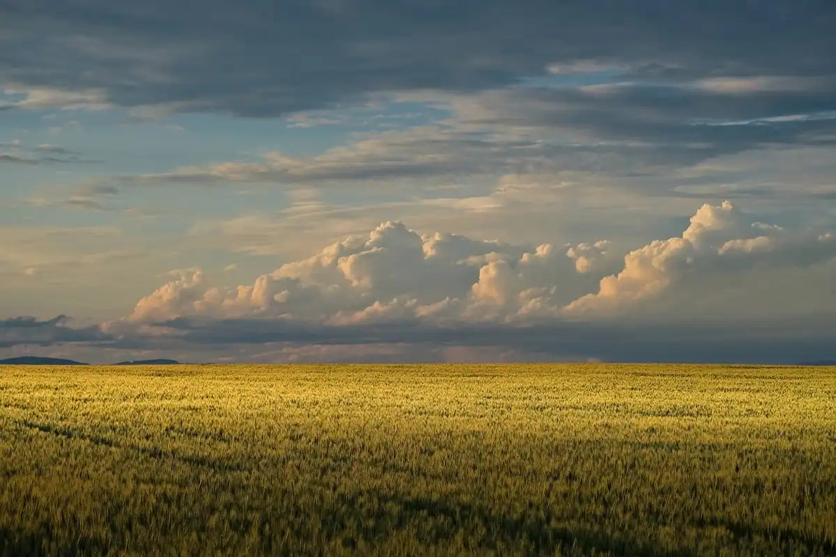 Lan de grâu întins sub un cer cu nori, teren agricol scos la vânzare